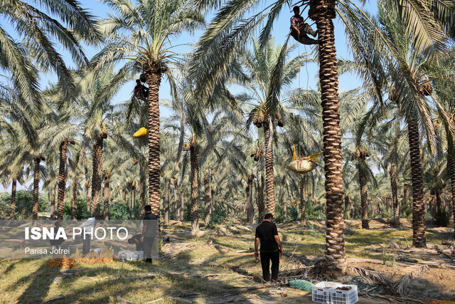 بافق شهر دستبافتههای خرمایی ایران می شود بافق شهر دستبافتههای خرمایی ایران می شود