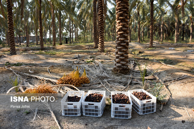 برداشت بیش از ٢٠٠ هزارتن خرما در سیستان وبلوچستان 