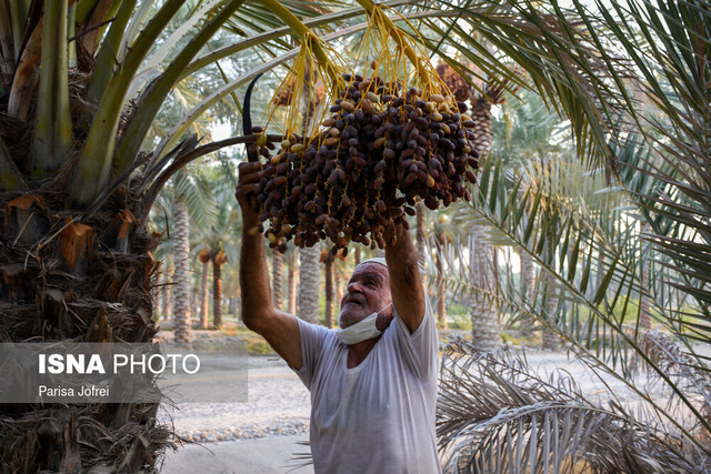 برداشت بیش از ٩ هزار تن خرما در شهرستان سرباز  برداشت بیش از ٩ هزار تن خرما در شهرستان سرباز