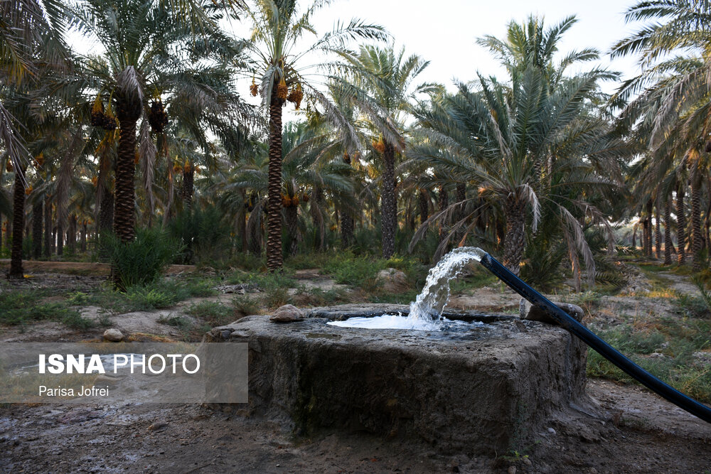 کشف انشعاب غیرمجاز آبیاری نخلستان با آب آشامیدنی در دزفول
