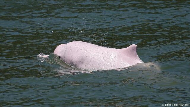 کرونا، دلفین‌های صورتی کمیاب را به آب‌های هنگ‌کنگ بازگرداند