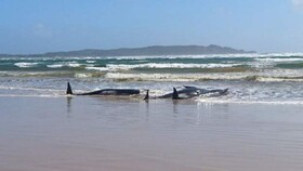 مرگ ۹۰ نهنگ در استرالیا و عملیاتِ نجاتِ ۱۸۰ نهنگ باقی مانده