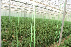 صادرات ۴۵٠ تن گوجه‌فرنگی گلخانه‌ای خاش به خارج از کشور
