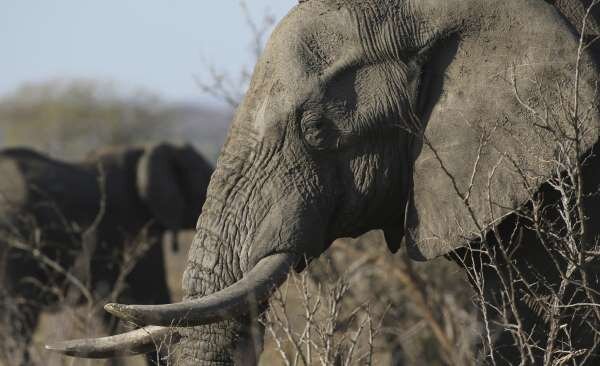 باکتری آبی، عامل تلف شدن صدها فیل در بوتسوانا