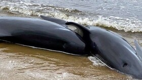 نزدیک به ۵۰۰ نهنگ در ساحل استرالیا گیر افتاده‌اند