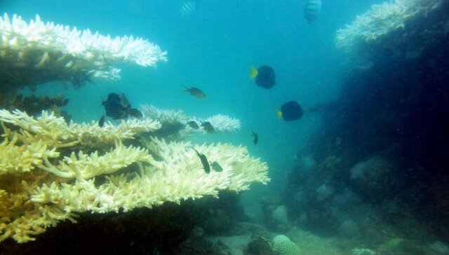۳ راهکار برای جلوگیری از مرگ آبزیان و مرجان‌ها بر اثر کم اکسیژنی و اسیدی شدن آب محیط‌های دریایی