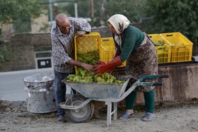 قدمت بیش از ۷۰۰ ساله نظام تولید انگور درّه جوزان ملایر و سالانه افزون بر ۲۴۰ هزار تن انگور از حدود ۱۱ هزار هکتار باغ برداشت می‌شود، محصولی که بدون شک کلید توسعه کشاورزی استان همدان است و نقش مهمی در صادرات بازی می‌کند. 