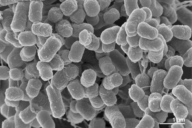 شناسایی و ثبت یک گونه جدید باکتریایی