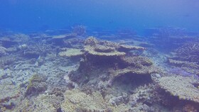 "دیواره بزرگ مرجانی" در فهرست میراث طبیعیِ در معرض خطر