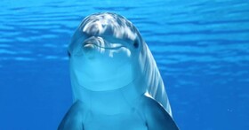 نجات دلفین‌های واقعی با کمک دلفین‌های رباتیک