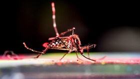 آلودگی نوری، پشه‌ها را به نیش زدن ترغیب می‌کند