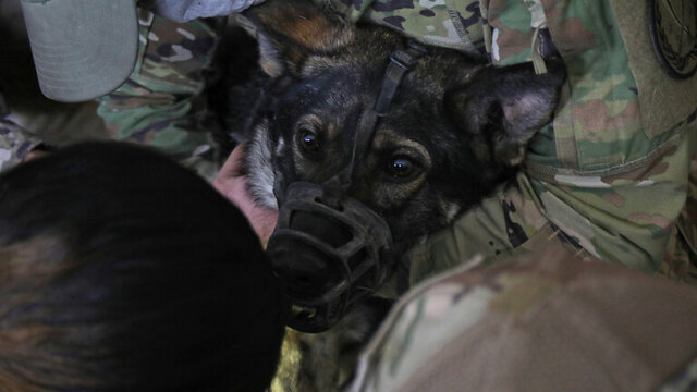 تاسیس "بانک خون" سیار برای سگ‌های نظامی آمریکا در عراق