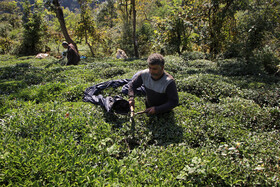 روستای «مزگه ده» از بخش سیاه مزگی یکی دیگر از نواحی است که دارای باغ های وسیع چای است، با توجه شیب زمین و منطقه کوهستانی وصعب العبور بودن مسیر ها اهالی این روستا به روش سنتی چای برداشت میکنند. 