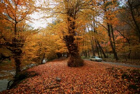 «ویسادار» در گویش محلی تالشی به معنی «سایه درخت بید» است.