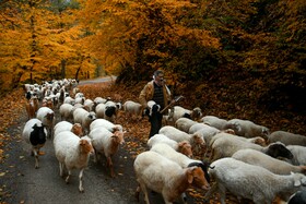 به گمان مردم محلی، جنگل پوشیده شده از درختان بید در اطراف آبشار «ویسادار» میتواند دلیل این نامگذاری باشد.