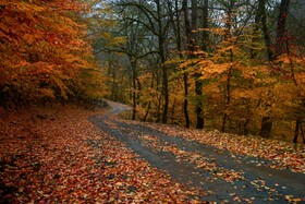 جاده «ویسادار» از میان جنگل بکر و زیبا با درختان بید سر به فلک کشیده میگذرد و از زیباترین جاده های جنگلی ایران است.