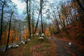در پاییز مناظر جنگل اطراف آبشار «ویسادار» بینظیر میشوند و پابهپای لذت از زیباییهای آبشار ویسادار از قدم زدن در محیط جنگلی نیز میتوانید بهره ببرید.