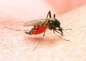 جزئیات اقدامات "خانه حشرات" انستیتو پاستور ایران / ضرورت استمرار رصد مالاریا در کشور