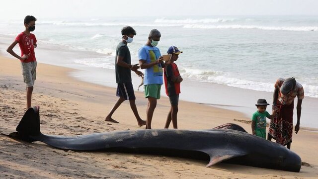 نجات بیش از 100 وال که در سواحل سریلانکا به گل نشسته بودند