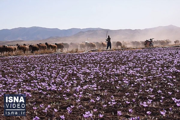 ویدئو / قطب زعفران و دغدغه کارگران