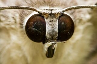 ساخت پوشش‌های آنتی‌رفلکس با الهام از چشم حشرات