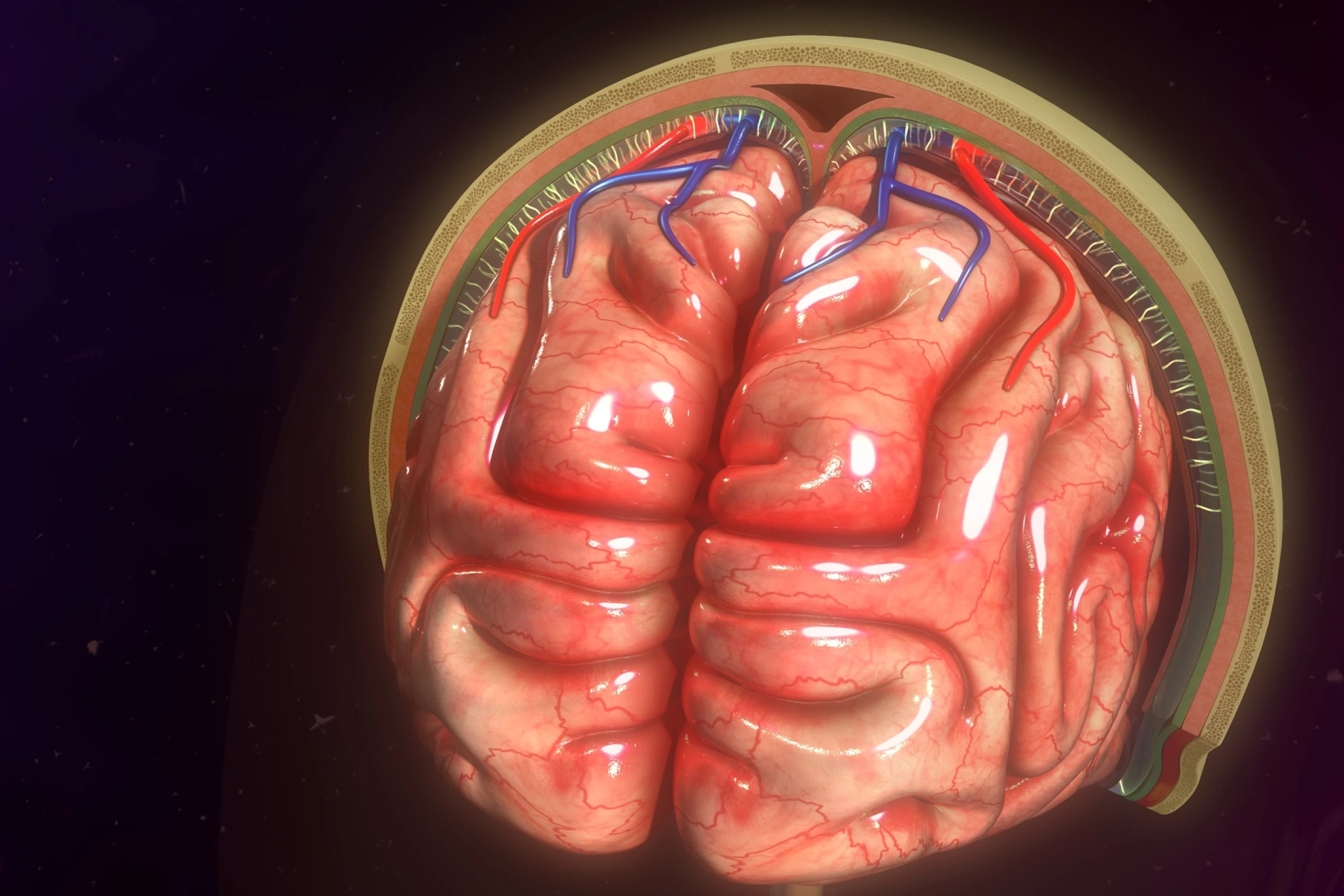 سلول‌های ایمنی محافظ مغز ساکن از روده سرچشمه می‌گیرند