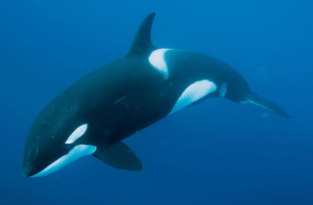 خطر کووید-۱۹، دلفین‌ها و نهنگ‌ها را هم تهدید می‌کند!