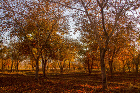 پاییز رنگارنگ در روستای «سکنج» کرمان