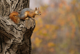 سنجاب‌های درختی که شامل دو گونه سنجاب نخلی و سنجاب قرمز ایرانی هستند.