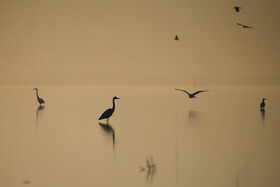 این روزها تالابهای آقگل ملایر، پیرسلمان اسدآباد، سد اکباتان همدان و سایر سدها و تالابها میزبان شمار زیادی از پرندگان آبزی و کنار آبزی هستند. پرندگان مهاجر نظیر چشیم، باکلان، حواصیل، اگرت بزرگ و کوچک، بوتیمار، لکلک، فلامینگو، انواع اردکها و غازها و کاکائی در مسیر مهاجرت خود تالابهای همدان برای اتراق و استراحت انتخاب کردند. حضور پرتعداد پرندگان مهاجر در تالابهای این استان کم سابقه بوده و علت استقبال پرندگان از حضور در زیستگاههای آبی این استان تداوم پرآبی این تالابها در چند سال گذشته است.