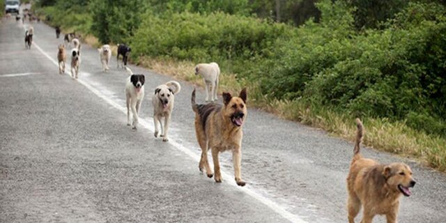 چرا سگ‌ها در ایران به طبیعت بازمی‌گردند؟