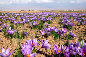  تولید ۱۷۰۰ کیلو زعفران در کرمانشاه