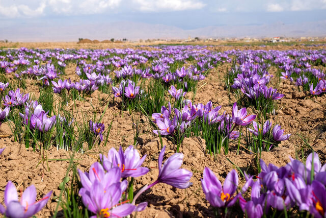  تولید ۱۷۰۰ کیلو زعفران در کرمانشاه
