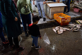 بازار ماهی «فریدونکنار» در روزهای کرونایی