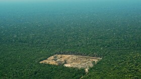 بالاترین میزانِ جنگل‌زدایی در آمازون طی سال‌های اخیر