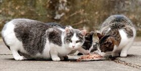 چرا نباید به سگ‌ها و گربه‌های شهری به‌طور افراطی غذا بدهیم؟
