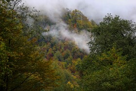 ایران زیباست؛ پاییز در جنگل های «هیرکانی» گیلان