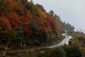 ایران زیباست؛ پاییز در جنگل های «هیرکانی» گیلان 11