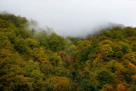 ایران زیباست؛ پاییز در جنگل های «هیرکانی» گیلان 7