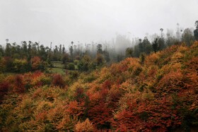 ایران زیباست؛ پاییز در جنگل های «هیرکانی» گیلان 19