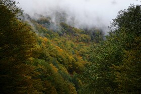 ایران زیباست؛ پاییز در جنگل های «هیرکانی» گیلان 18