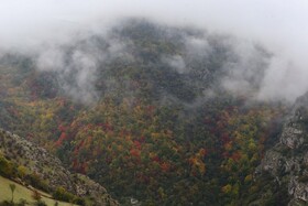 ایران زیباست؛ پاییز در جنگل های «هیرکانی» گیلان 15