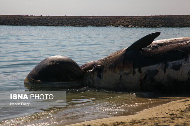 خودکشی نهنگ‌ها و دست خالی ما برای ابزار تحقیقاتی