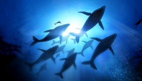 تهدید جدیِ فعالیت‌های انسانی برای نهنگ‌های قاتل