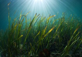انباشته شدن علف‌های دریایی مانعی برای تبادل آب میان خلیج گرگان و دریای خزر