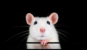 ابداع روش یک‌مرحله‌ای برای تولید موش‌های مورد نیاز در تحقیقات واکسن