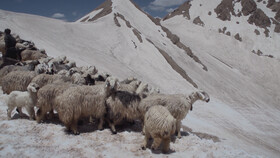 روایتی از مواجهه عشایر و زندگی کوچ‌رو با کرونا  + فیلم