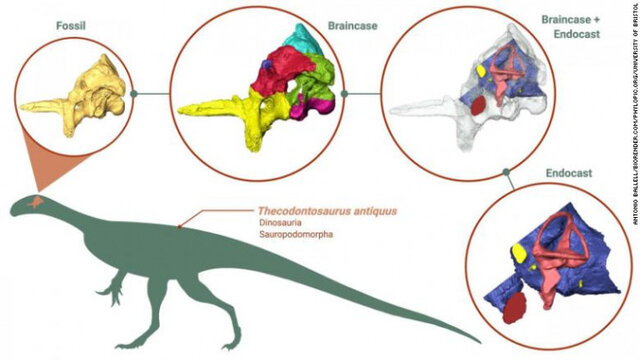 کشف اطلاعات بی سابقه با بازسازی مغز یکی از قدیمی ترین دایناسورهای تاریخ