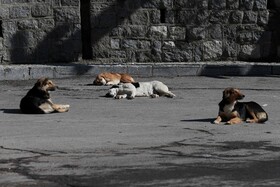 عقیم سازی بیش از 3200 سگ ولگرد در رفسنجان در سال جاری