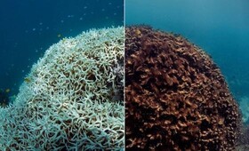 تخریب ۱۴ درصد از صخره های مرجانی جهان طی یک دهه
